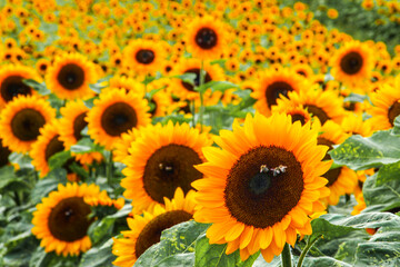 Fototapeta na wymiar a farmer's sunflower field in the sun