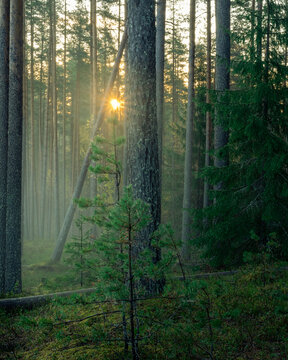 Misty morning in a forest. High quality photo