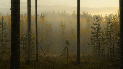 Fototapeta na wymiar Misty morning in a forest. High quality photo