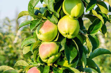 juicy ripe apples grow in an orchard on a branch of an apple tree with green leaves, close-up, evening time