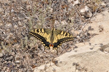 butterfly on a leaf