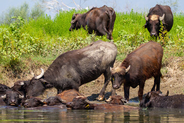 Greece, Buffalo bathing in Kerkini lake