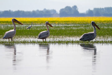 Greece, white pelican and dalmatian pelican on Lake Kerkini
