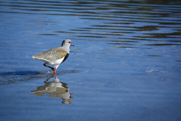uterus with its reflection in the water