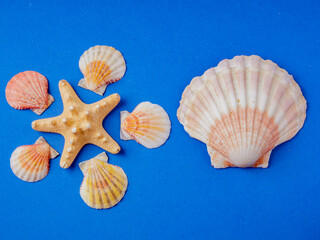 High viewing angle, panoramic view of starfish and a lot of shells, on a blue background