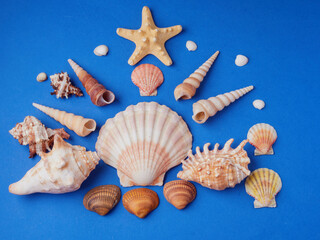 High viewing angle, panoramic view of starfish and a lot of shells, on a blue background