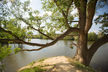 beautiful tree with huge branches in summer near the river 