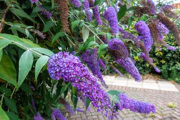 Close up of purple flowers on a buddleia bush
