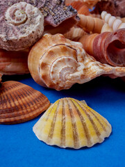 High viewing angle, panoramic view of starfish and a lot of shells, on a blue background