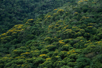 yellow trees flowering in a forest in the mountains of Southeast Brazil