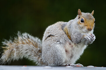 Squirrel eating nut