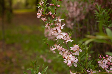 cherry blossoms, pink flowers on the tree, spring in the park