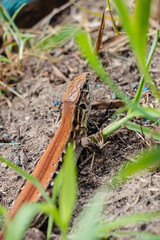 small brown lizard Lacerta agilis crawled out from under a piece of slate lying on the grass