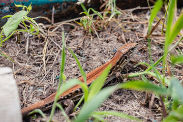 small brown lizard Lacerta agilis crawled out from under a piece of slate lying on the grass
