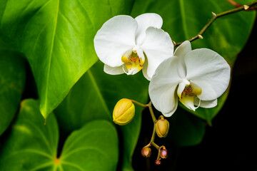 Fototapeta premium Orquídea IMG_8213