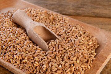 Wholegrain uncooked raw spelt farro in wooden plate on wooden background, close up