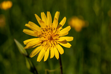 Tragopogon pratensis flower growing in field, close up 