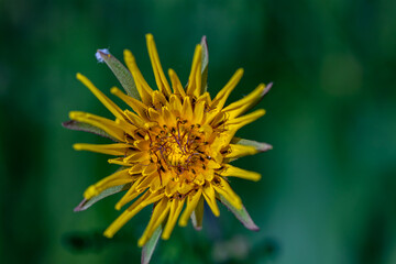 Tragopogon pratensis flower growing in field, close up shoot