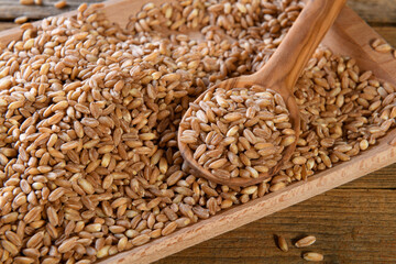 Wholegrain uncooked raw spelt farro on wooden plate in the wooden spoon on wooden background, close up