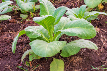Nicotiana tabacum . plant cigarette making materials