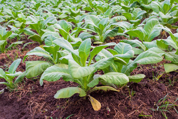 Nicotiana tabacum . plant cigarette making materials