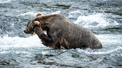 bear scratches his ear