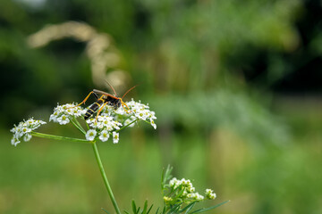 bug on a leaf