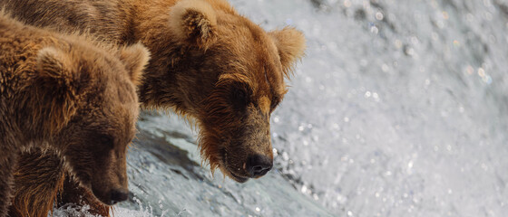 Brown bear and cub overlook waterfall