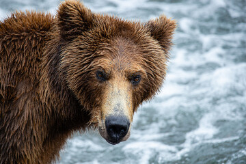 Brown Bear