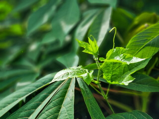 Chayote Shoot among Cassava leaves, Blurred image of the light green shoots of the Chayote (Secium...