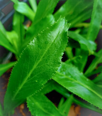 long coriander leaves, Blurred image of long coriander (Eryngium foetidum) leaves, planted in pot,...