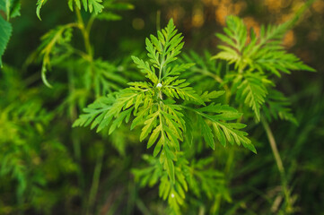 Background, texture of green blooming ragweed plants in the garden with patterned leaves.