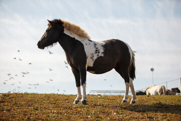 beautiful horse grazing at a horse farm