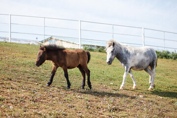 white and brown ponies with a foal grazing at a horse farm