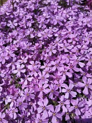 Pink phlox subulate beautiful flowers, spring bloom background