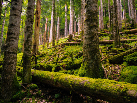Bosque de abetos cubierto de musgo verde con algunos &aacute;rboles caidos