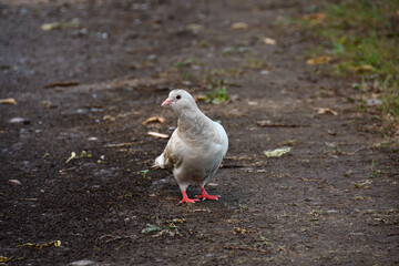 White, with brown splashes, a dove on a park path after the rain is looking attentively at the photographer, turning its head to the left.