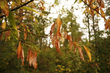 First autumn red leaves on the tree