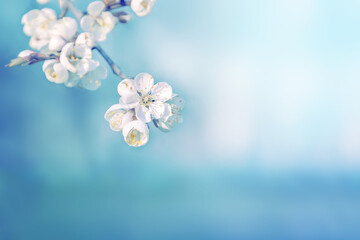 Beautiful tree flowers in spring nature. Blue pastel color toning.
