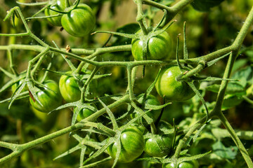 A small green tomato attacked by pests and diseases in late autumn in a greenhouse.