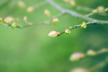 Young green plant buds in spring nature. - 448837095