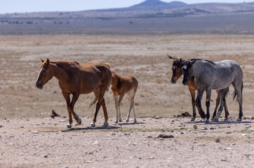 Fototapeta na wymiar Wild Horses in the Desert in Spring in Utah