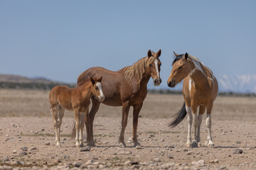 Wild Horses in the Desert in Spring in Utah
