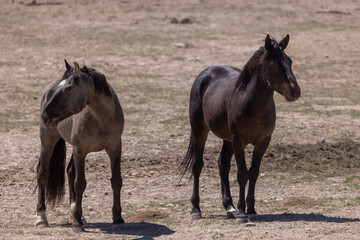 Wild Horses in the Desert in Spring in Utah