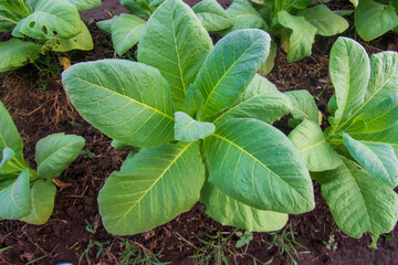 Nicotiana tabacum . plant cigarette making materials