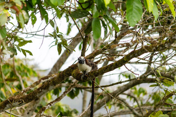 Geoffroy's Tamarin at Cerro Azul, Panama
