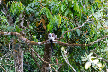 Geoffroy's Tamarin at Cerro Azul, Panama
