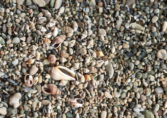 Seashell background, lots of amazing seashells mixed with stones