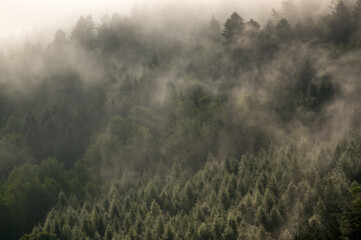 Obraz na płótnie Canvas Las we mgle krajobraz
