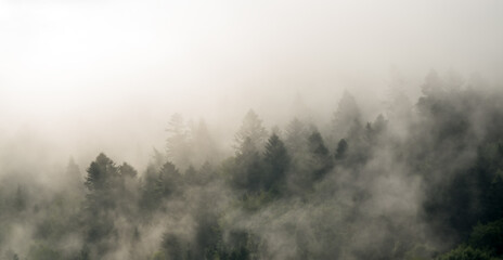 Krajobraz leśny wierzchołki drzew las we mgle © Monika